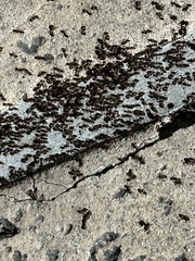 Tetramorium immigrans