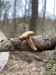 Tubariaceae