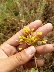 Allium flavum