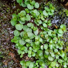 Chrysosplenium americanum