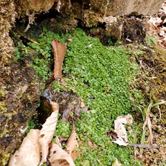 Chrysosplenium americanum