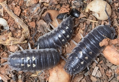 Porcellio ornatus
