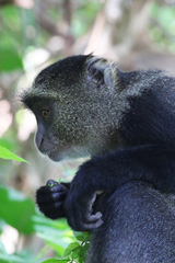 Cercopithecus mitis manyaraensis
