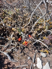 Pelargonium fulgidum