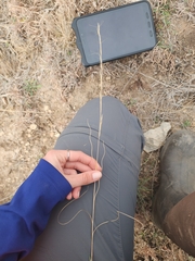 Aristida longespica