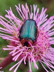Leucocelis