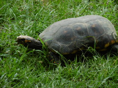 Chelonoidis denticulatus