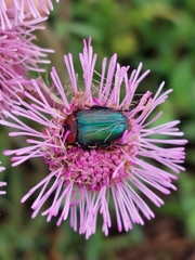 Leucocelis