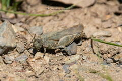 Sphingonotus rubescens