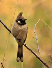 Pycnonotus leucogenys