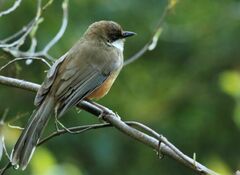 Pterorhinus albogularis