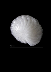 Elphidium crispum