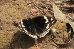 Junonia oenone