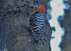 Dendrocopos hyperythrus