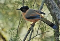 Heterophasia capistrata