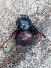 Xylocopa nigrocincta