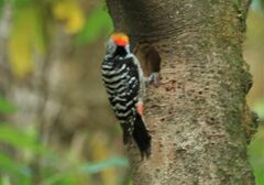 Dendrocoptes auriceps