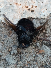 Xylocopa nigrocincta