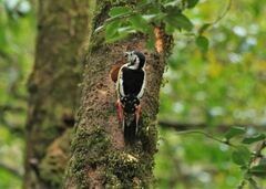 Dendrocopos himalayensis