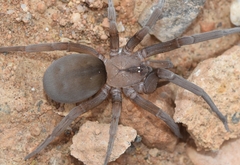 Filistata insidiatrix