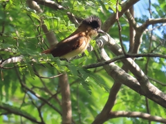 Pachyramphus aglaiae