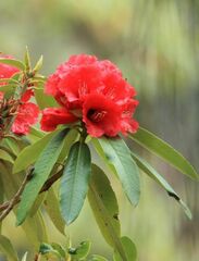Rhododendron arboreum