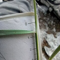 Oryzopsis coerulescens