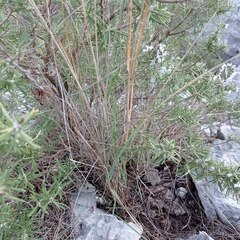 Oryzopsis coerulescens