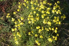 Senecio inaequidens