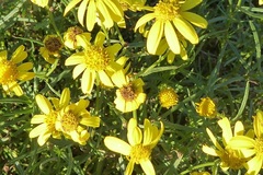 Senecio inaequidens