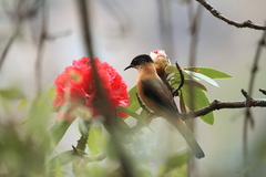 Heterophasia capistrata