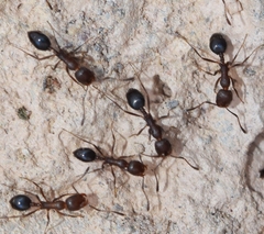 Monomorium subopacum