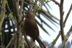 Trochalopteron lineatum