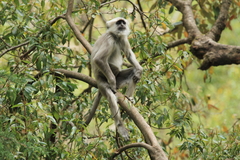 Semnopithecus schistaceus