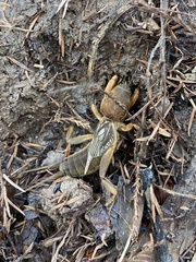 Neocurtilla hexadactyla