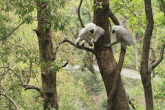 Semnopithecus schistaceus
