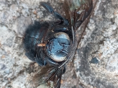 Xylocopa nigrocincta