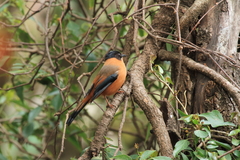 Heterophasia capistrata