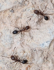 Monomorium subopacum