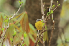 Phylloscopus xanthoschistos