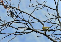 Zosterops palpebrosus