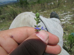 Salvia leptostachys