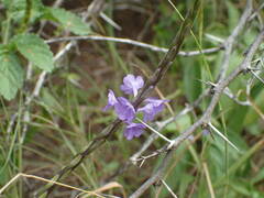 Stachytarpheta jamaicensis