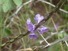 Stachytarpheta jamaicensis