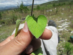 Salvia leptostachys