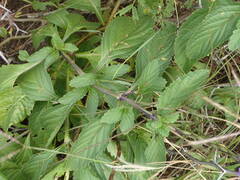 Stachytarpheta jamaicensis