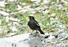 Turdus boulboul