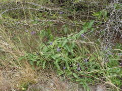 Stachytarpheta jamaicensis