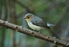 Ficedula superciliaris