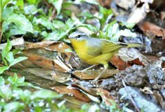 Phylloscopus xanthoschistos